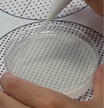 Pipetty電動(dòng)移液器在無(wú)菌栽培應(yīng)用：擬南芥播種